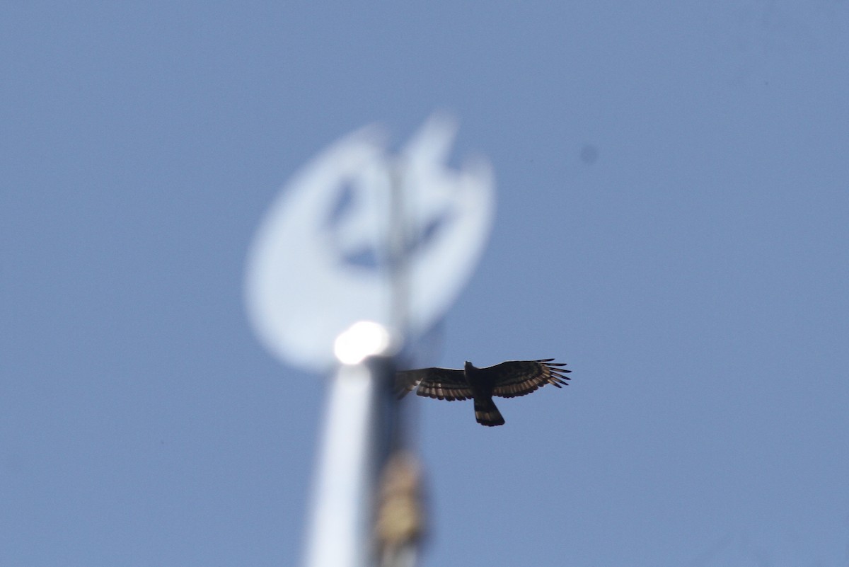 Oriental Honey-buzzard - ML374269761