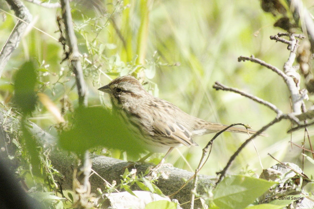 Song Sparrow - ML374270341
