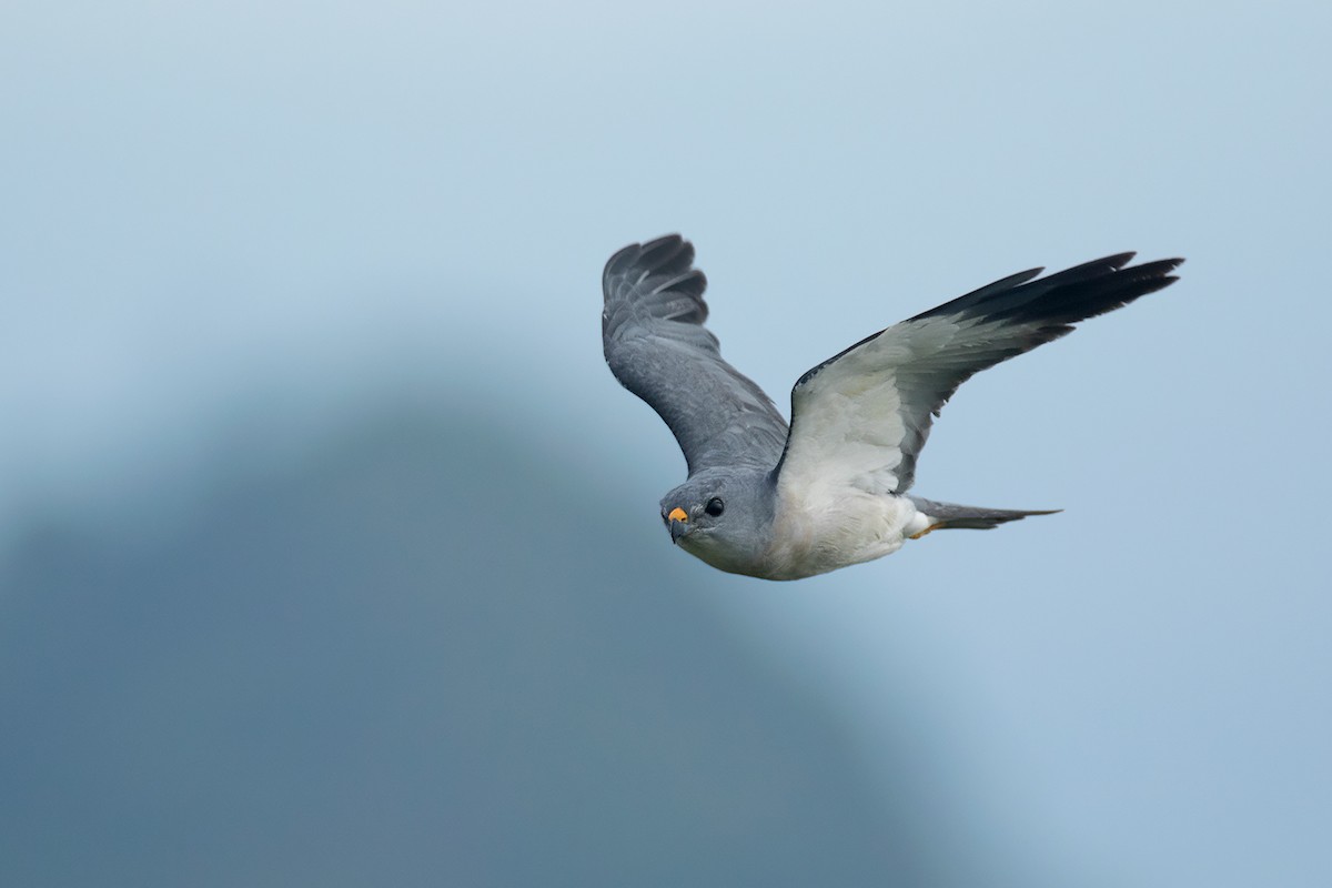 Chinese Sparrowhawk - Ayuwat Jearwattanakanok