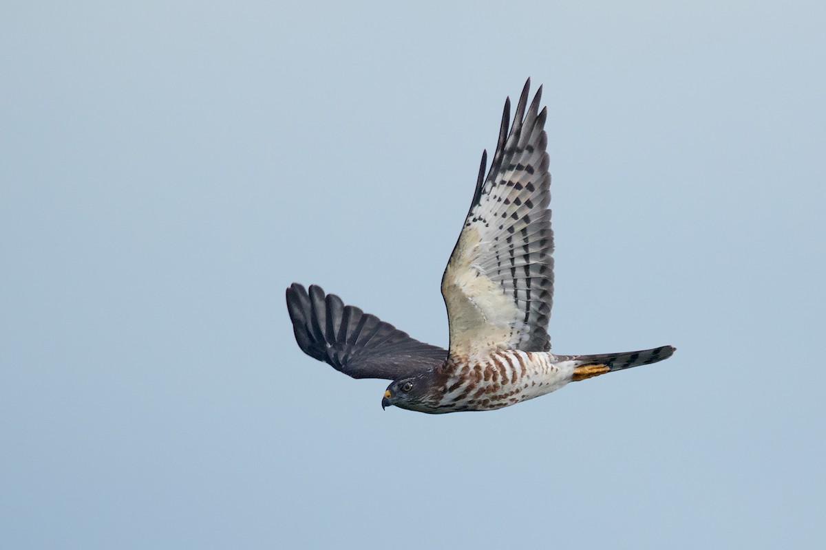 Chinese Sparrowhawk - Ayuwat Jearwattanakanok