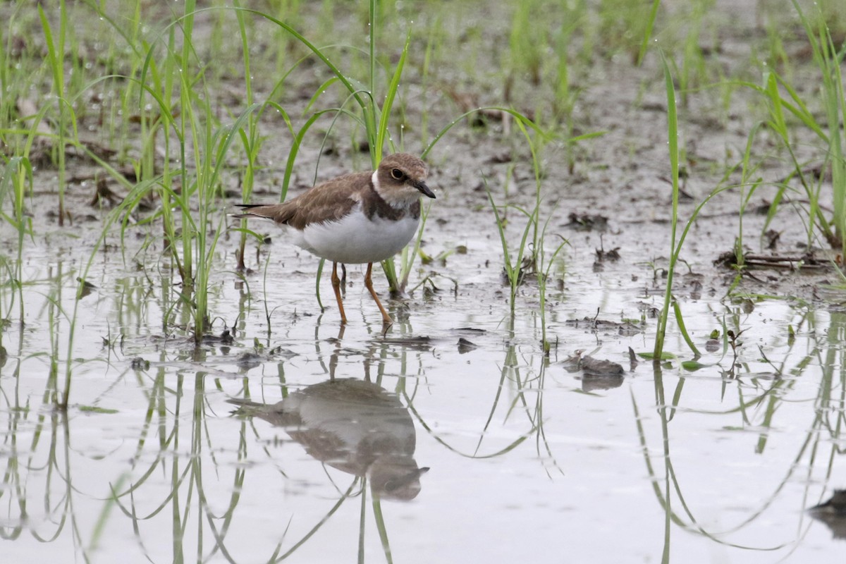 Little Ringed Plover - Charley Hesse TROPICAL BIRDING