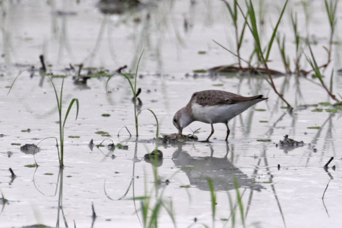 Temminck's Stint - ML374271191