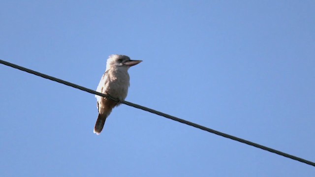 Blue-winged Kookaburra - ML374271451