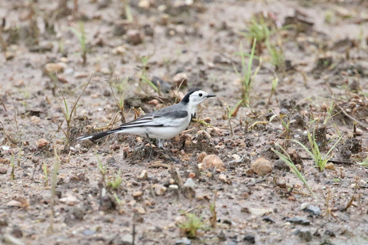 White Wagtail (Chinese) - ML374271831