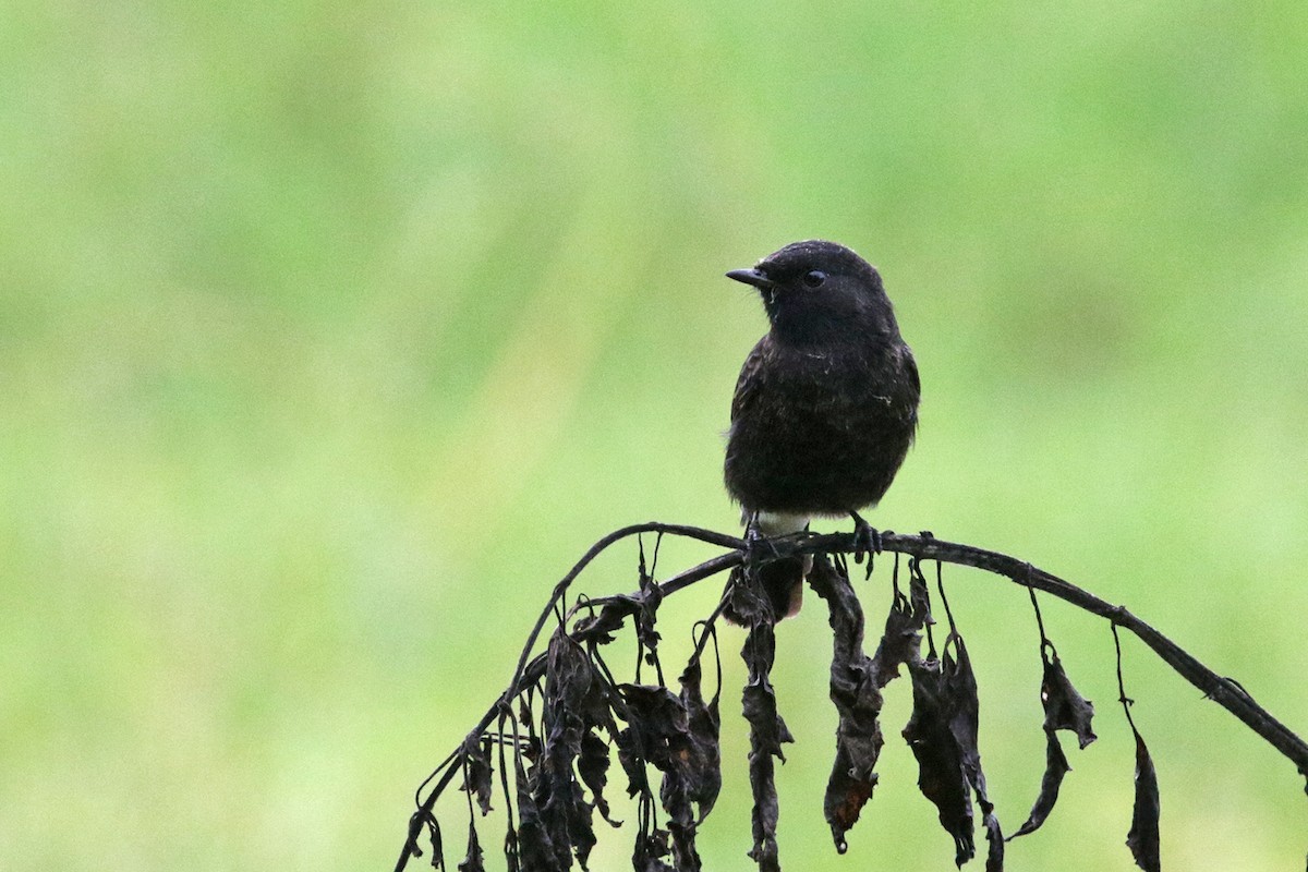 Pied Bushchat - ML374271851