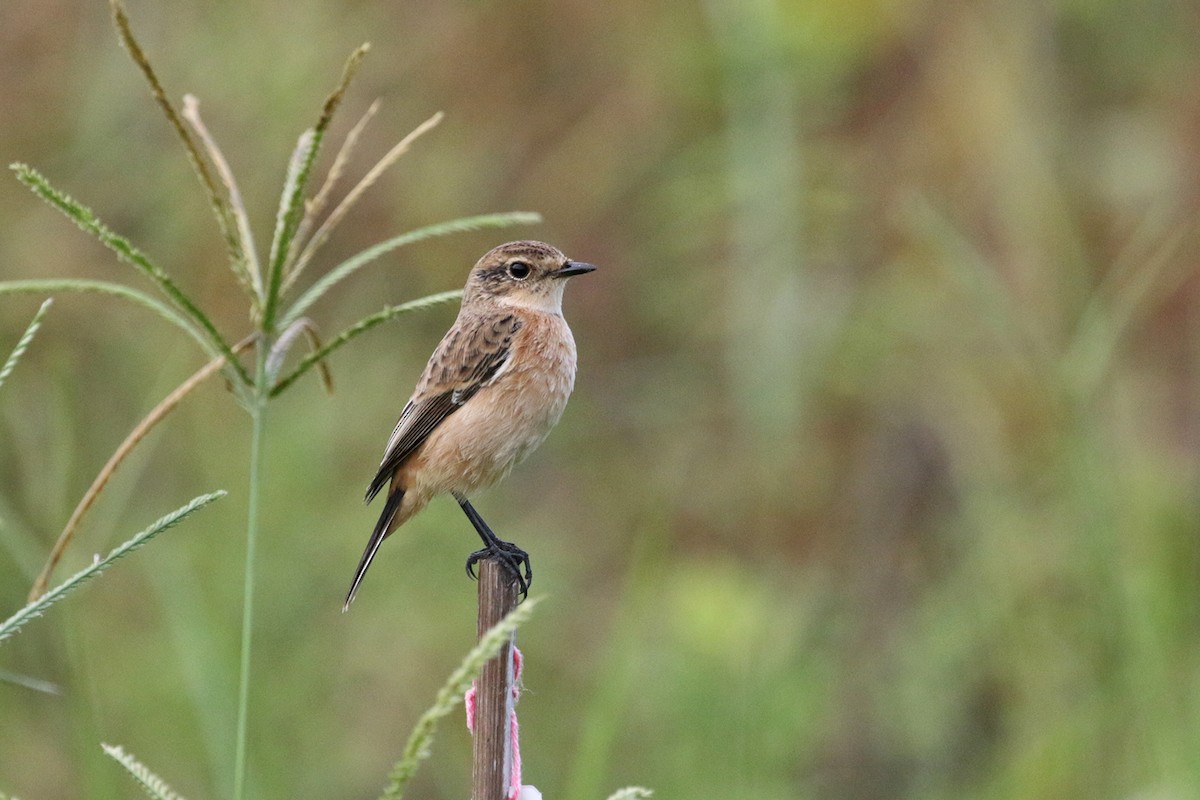 Amur Stonechat - ML374271861