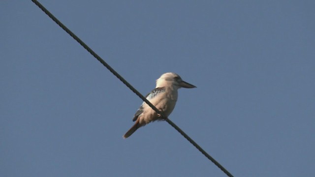 Blue-winged Kookaburra - ML374271951