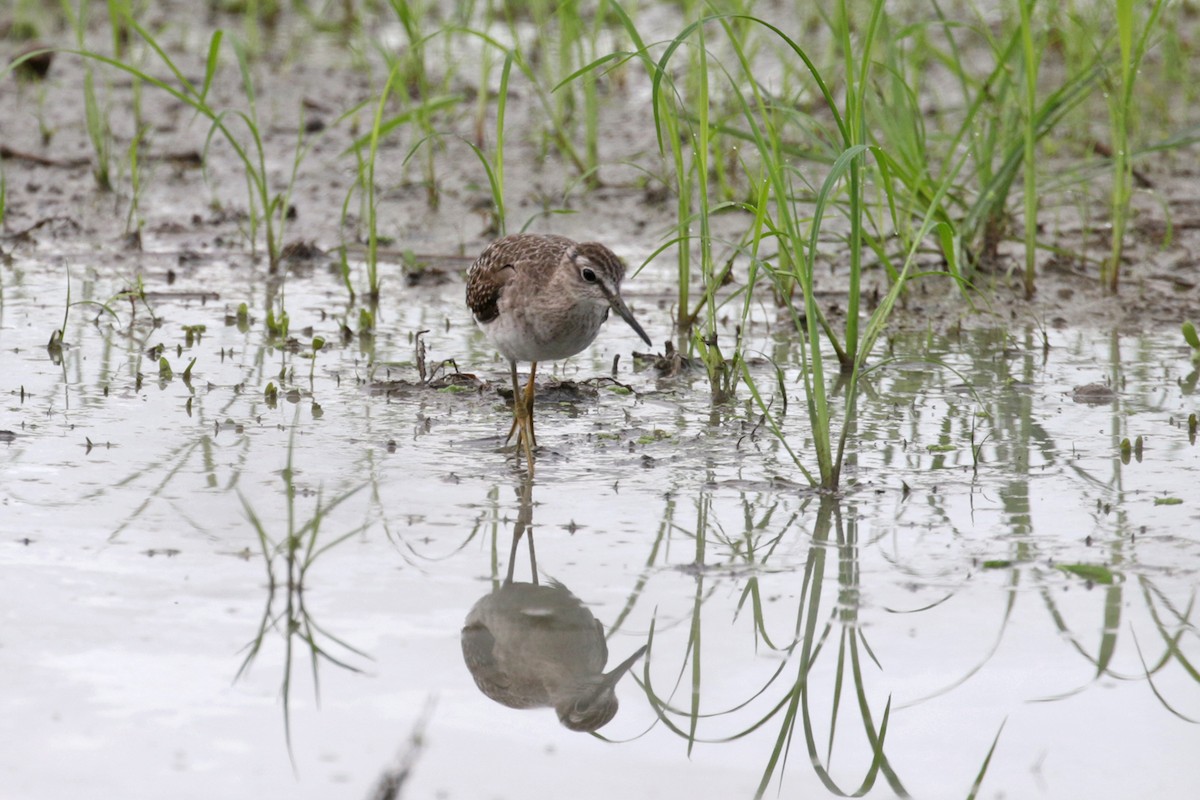 Wood Sandpiper - ML374271961