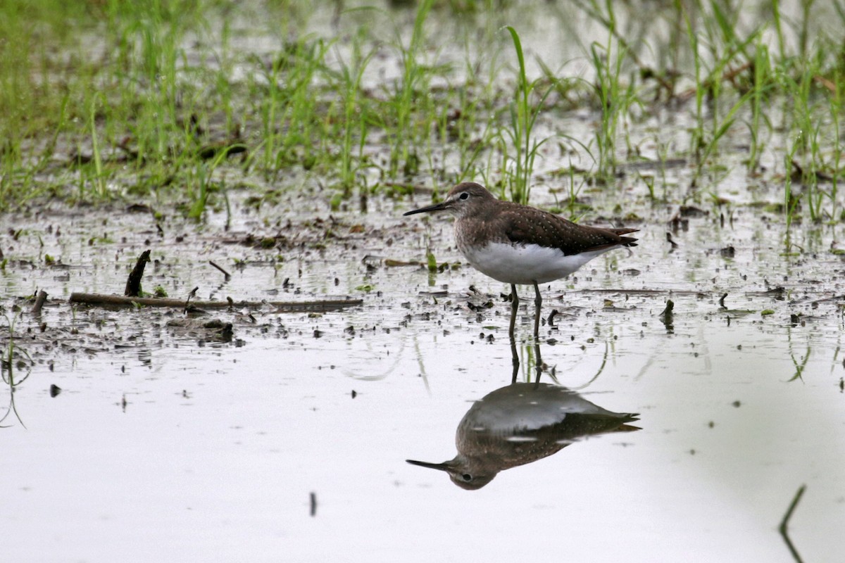 Green Sandpiper - ML374271981