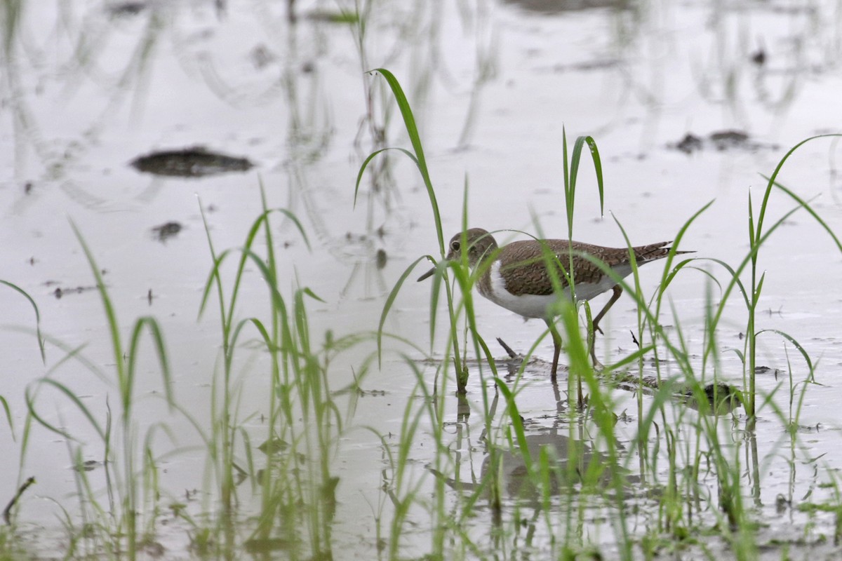 Common Sandpiper - ML374271991