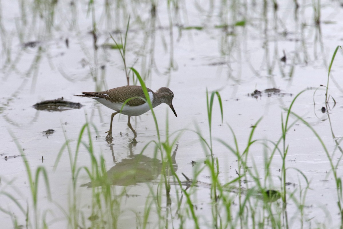 Common Sandpiper - ML374272001