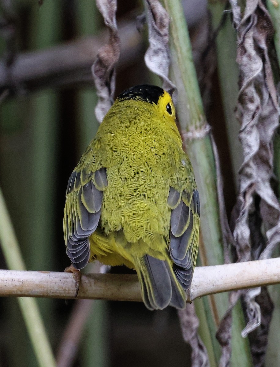 Wilson's Warbler - ML374272951