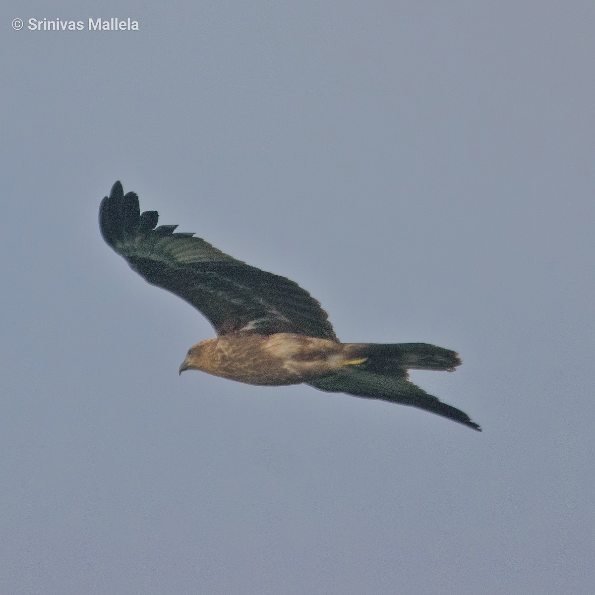 Brahminy Kite - ML374273131