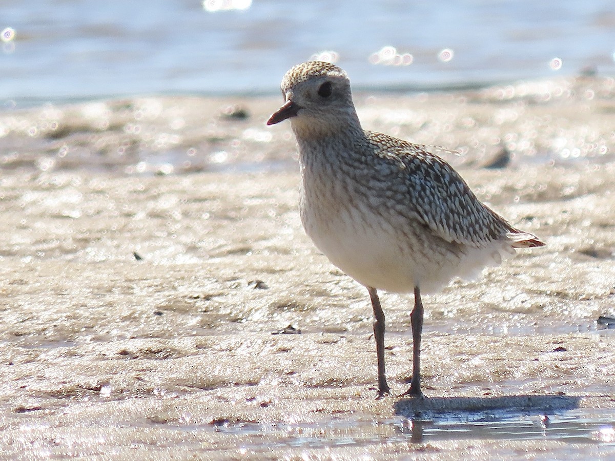 Black-bellied Plover - ML374274231