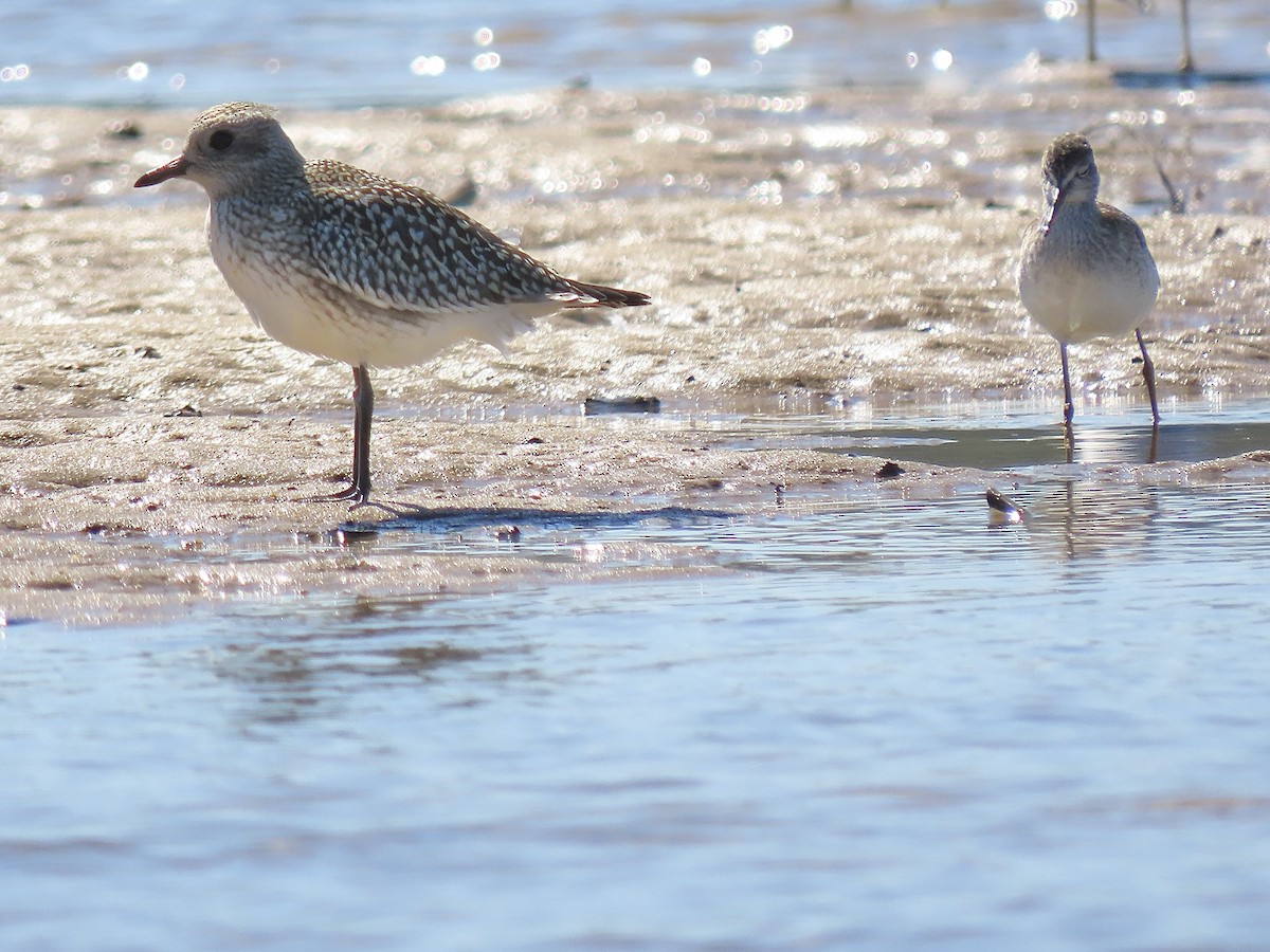 Буурал сүвээ цагаан - ML374274241