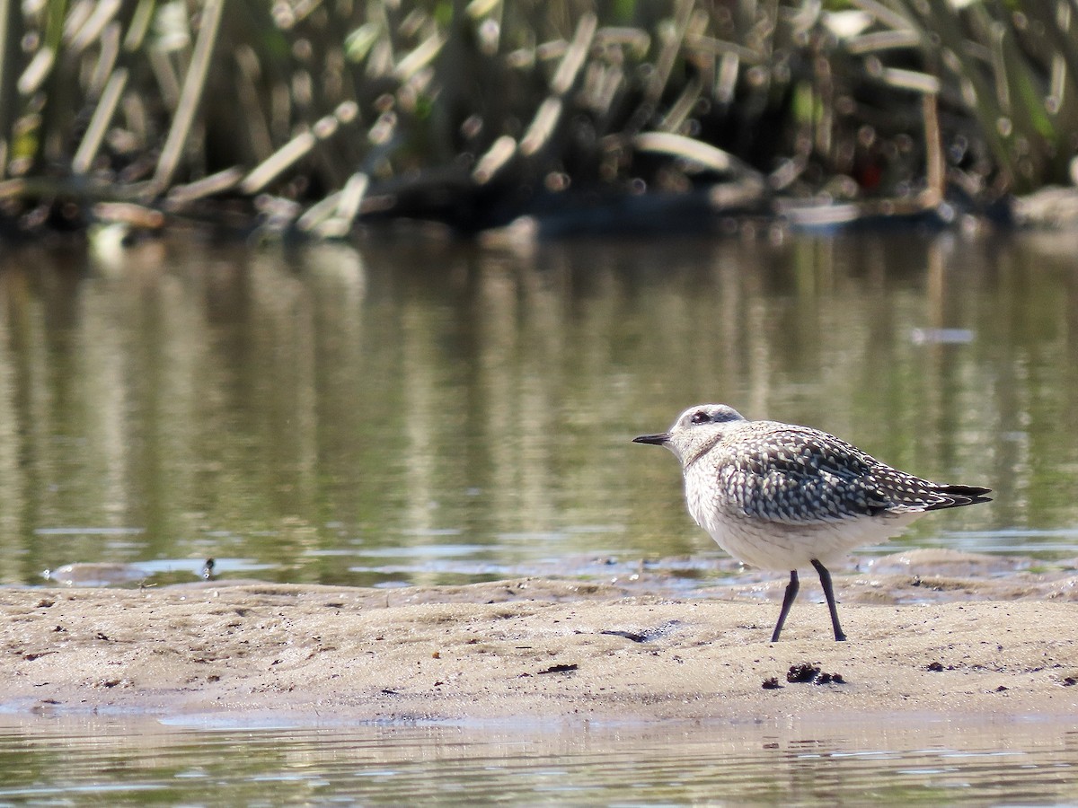 Black-bellied Plover - ML374274261