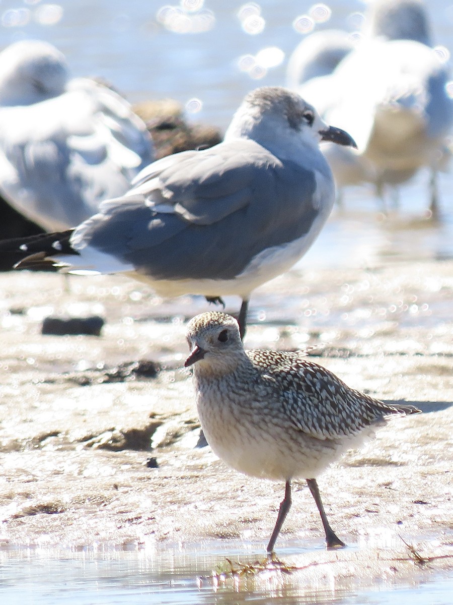 Буурал сүвээ цагаан - ML374274271