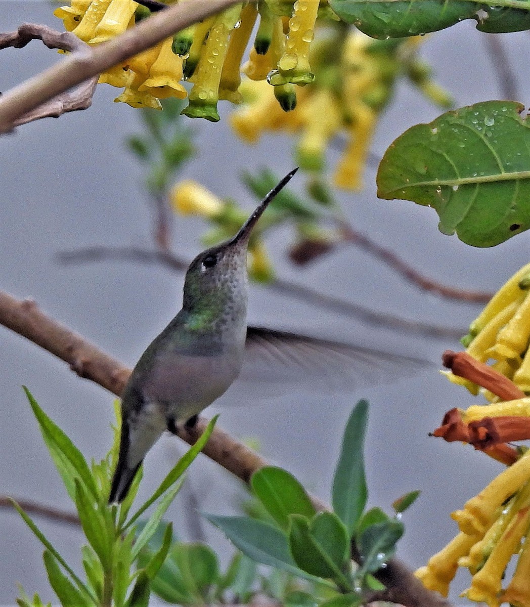 White-bellied Hummingbird - ML374274501