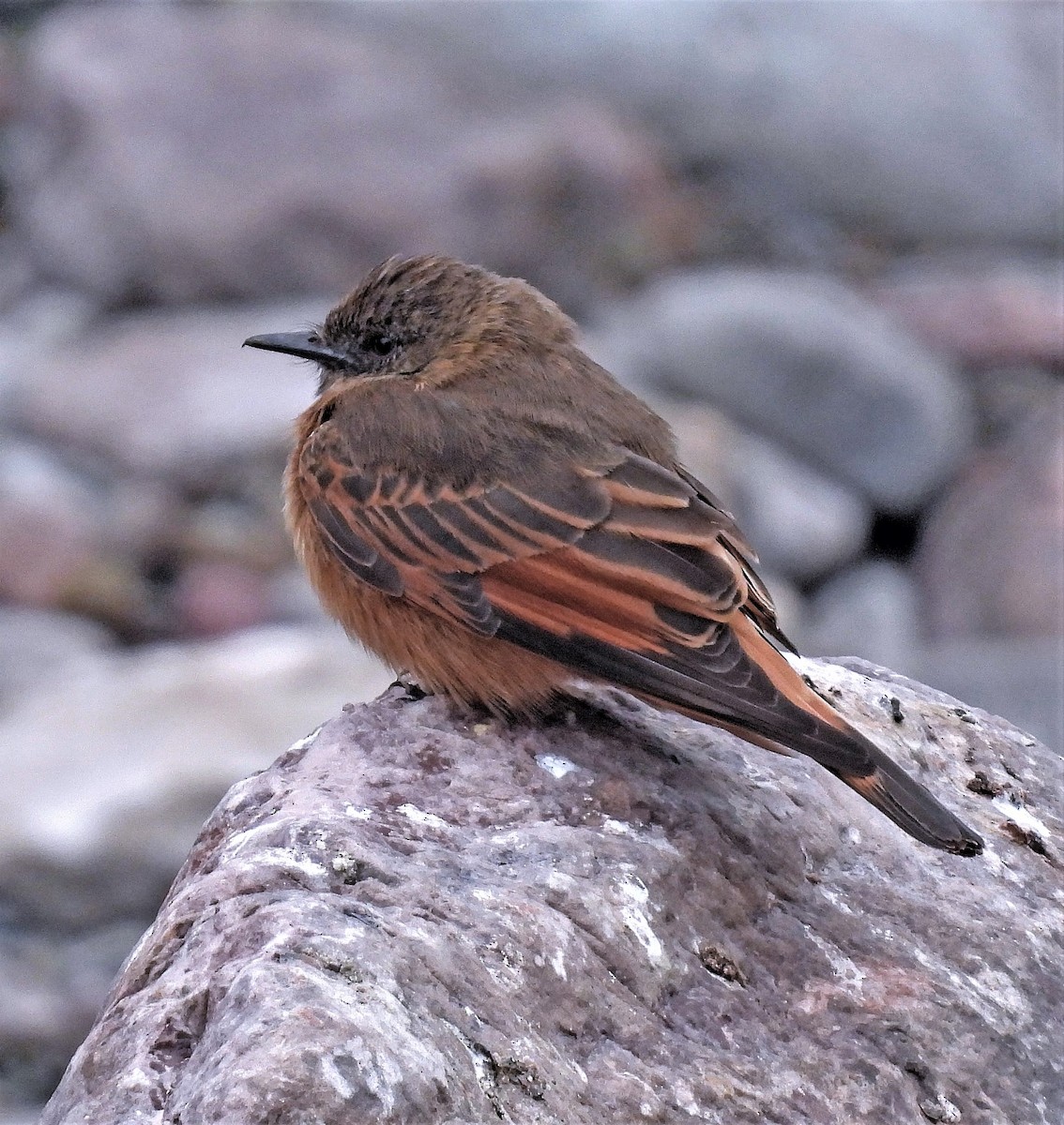 Cliff Flycatcher - ML374274571