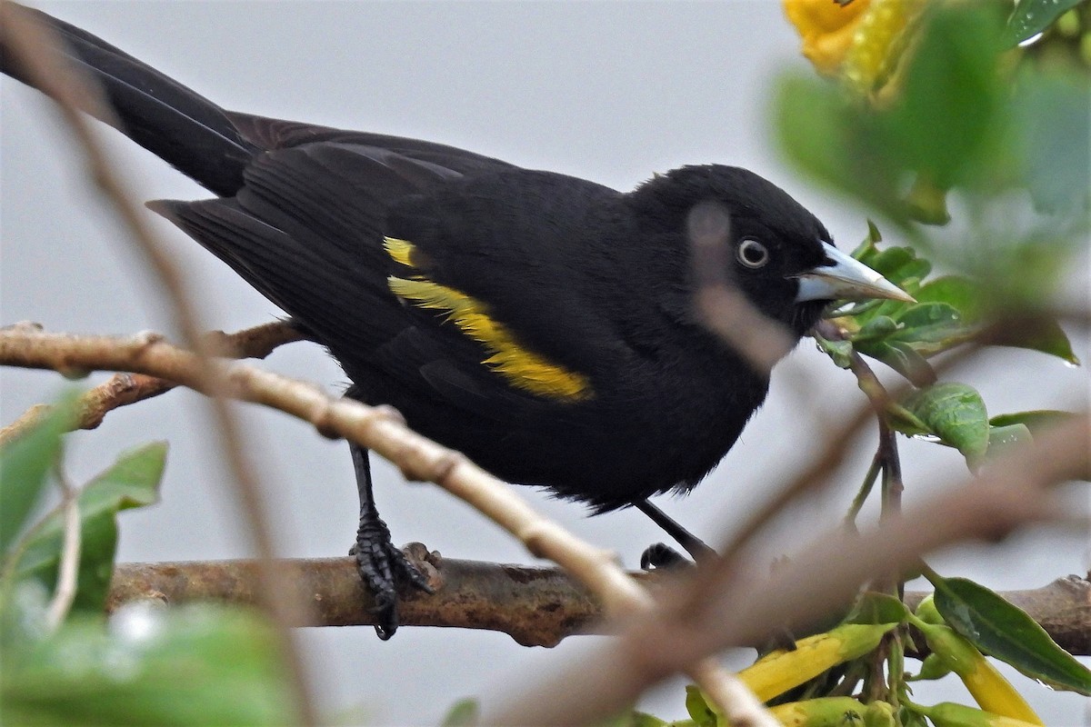 Golden-winged Cacique - ML374274621