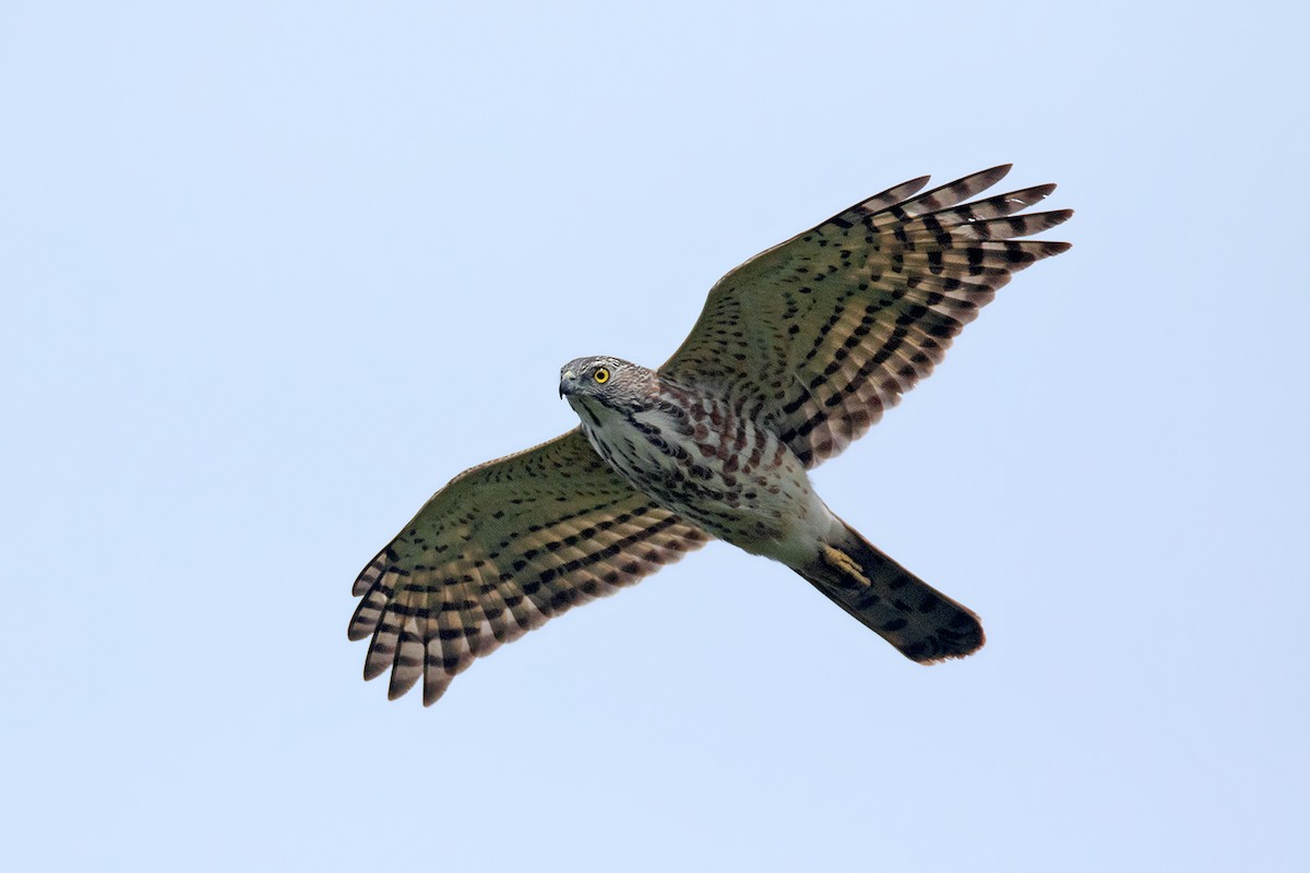 Shikra - Ayuwat Jearwattanakanok