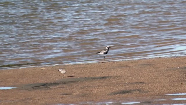 Black-bellied Plover - ML374274721