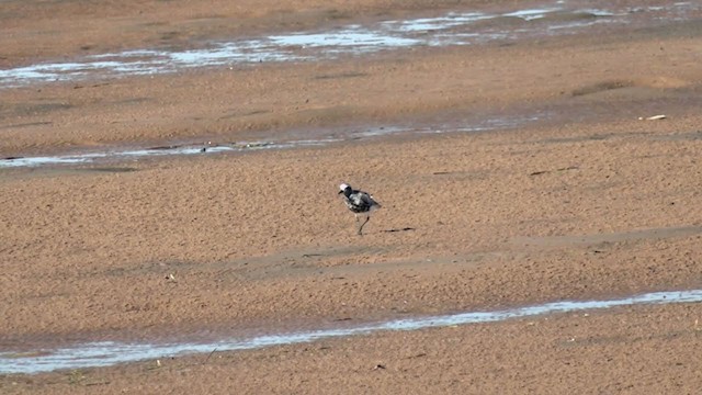 Black-bellied Plover - ML374274731