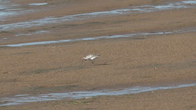 Black-bellied Plover - ML374274761