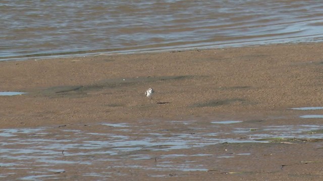 Siberian Sand-Plover - ML374275861