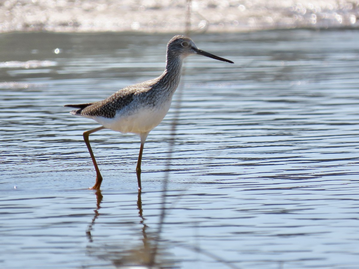 Greater Yellowlegs - ML374276231