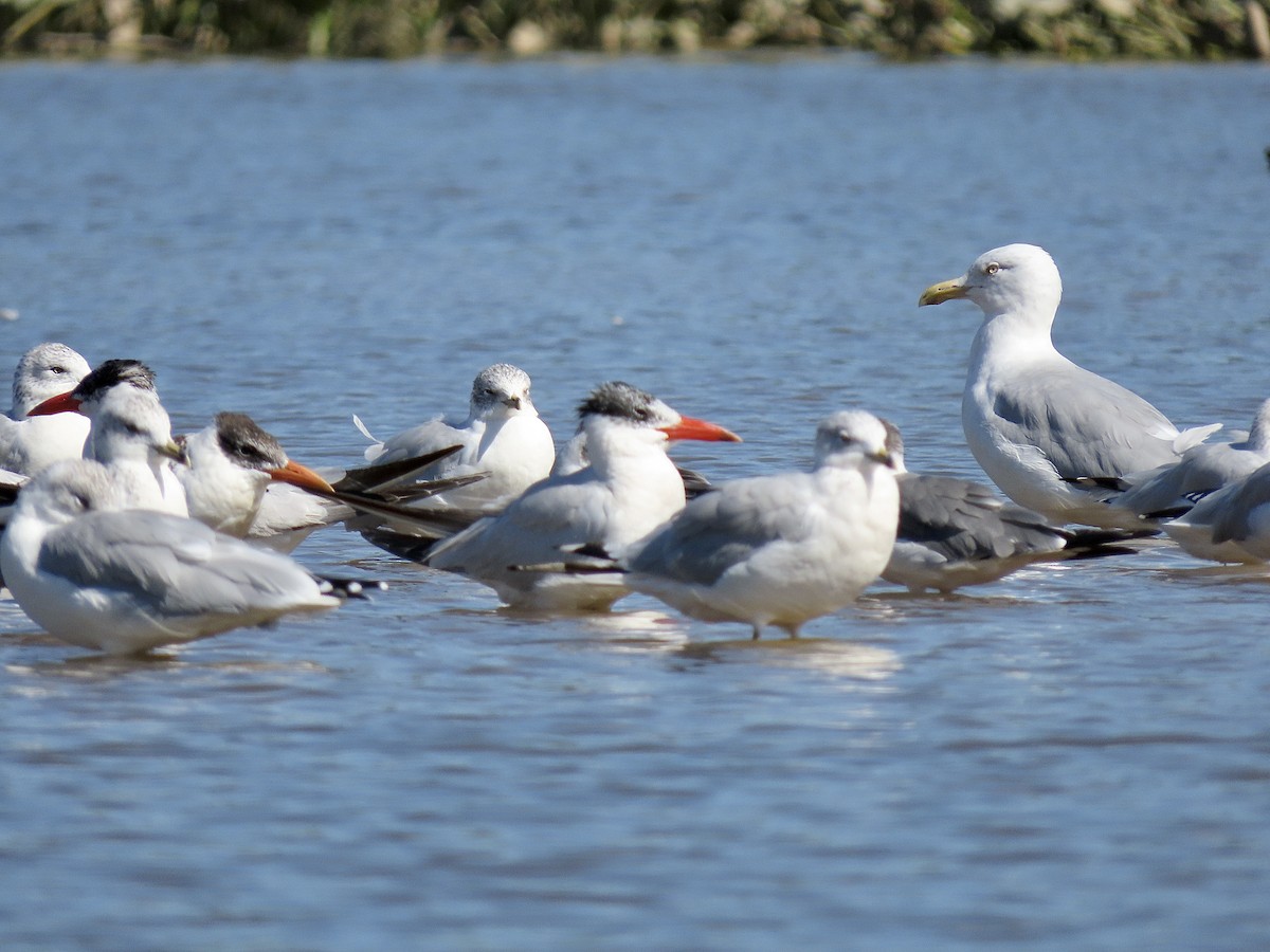 Herring Gull (American) - ML374276311