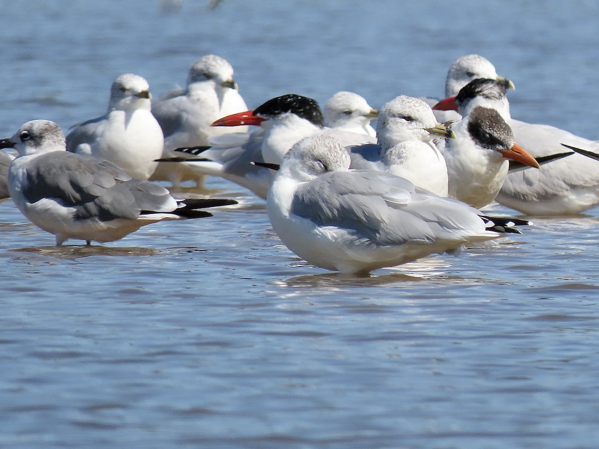 Caspian Tern - Quinn Emmering