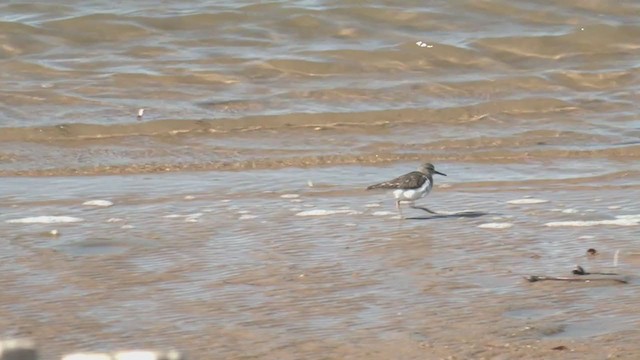 Common Sandpiper - ML374278731