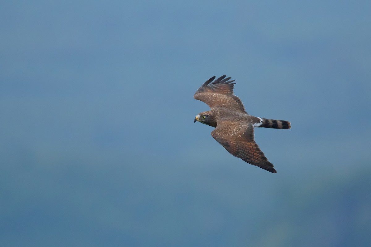 Gray-faced Buzzard - Ayuwat Jearwattanakanok