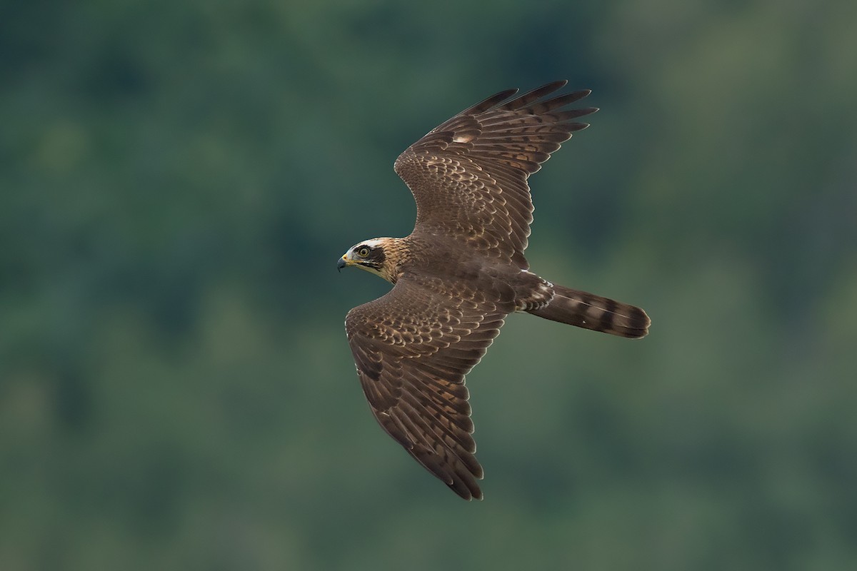 Gray-faced Buzzard - Ayuwat Jearwattanakanok