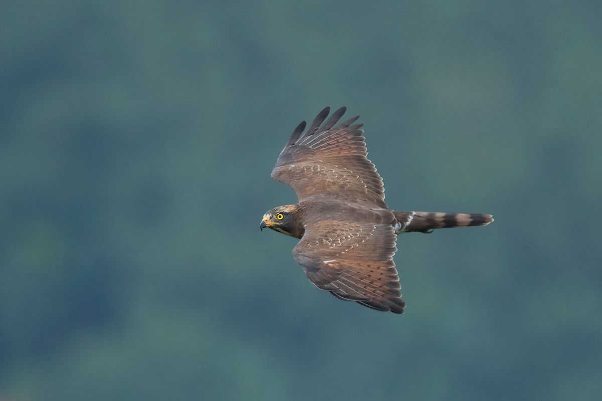 Gray-faced Buzzard - ML374278871