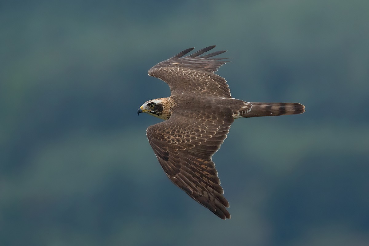 Gray-faced Buzzard - ML374278881