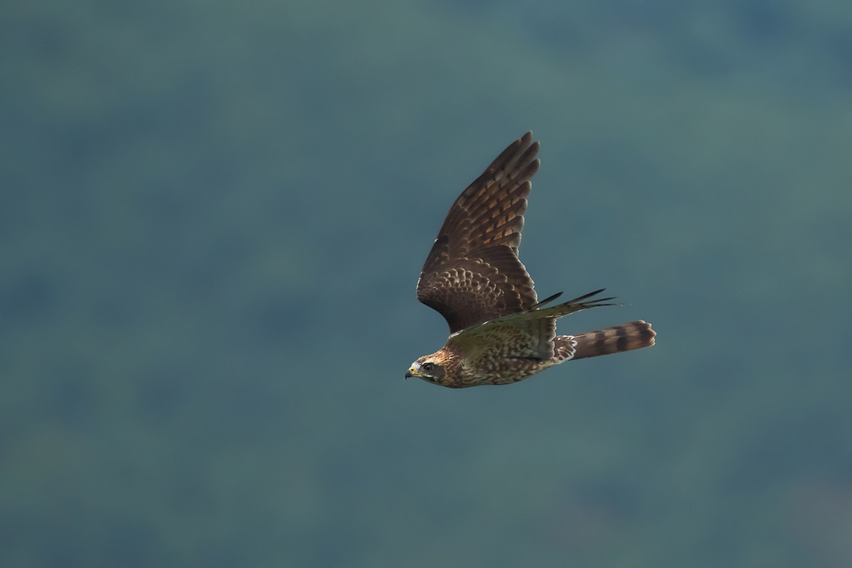 Gray-faced Buzzard - ML374278911