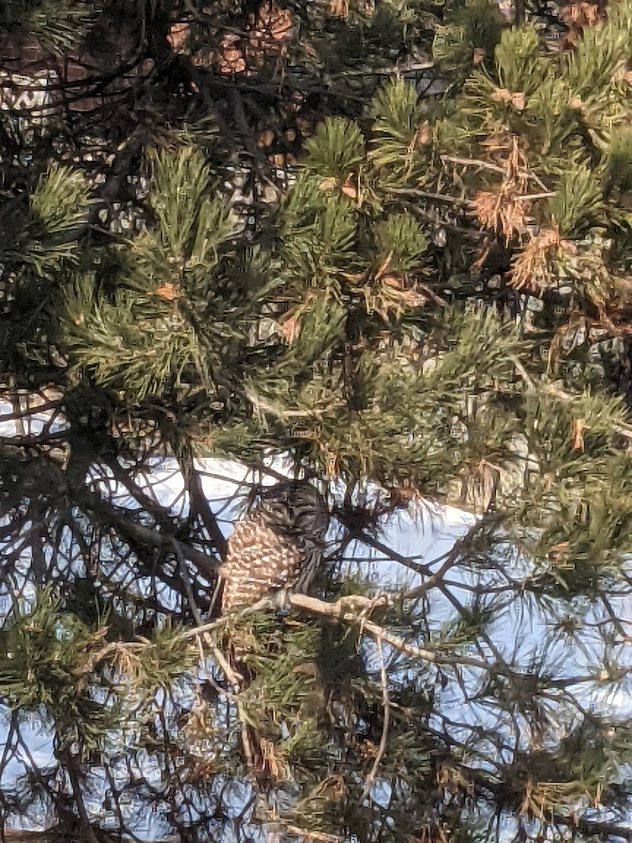 Barred Owl - ML374278961