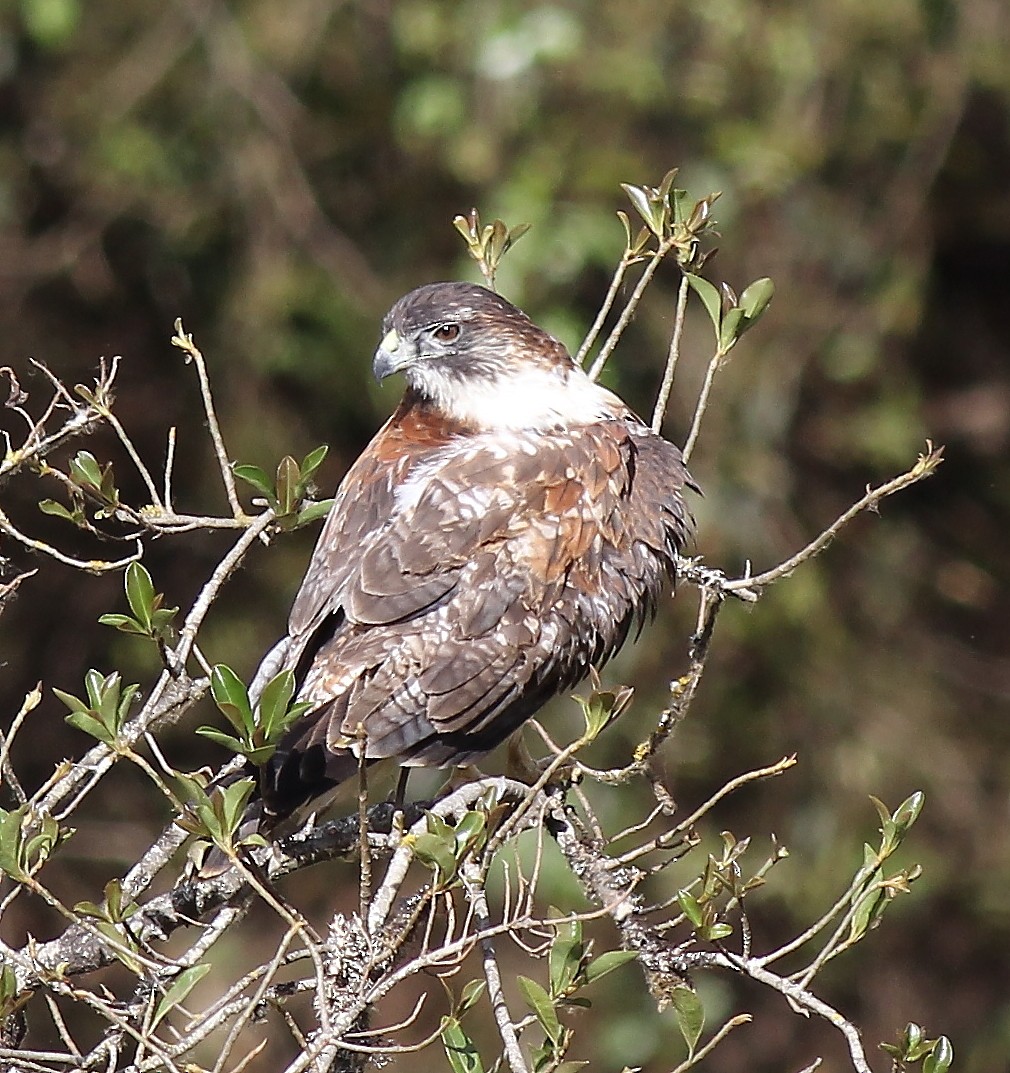 セアカノスリ（Red-backed） - ML37427921