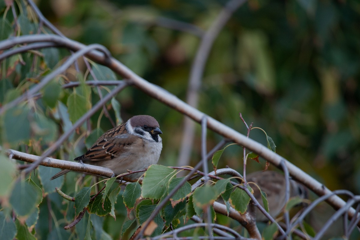 Passera mattugia - ML374279951