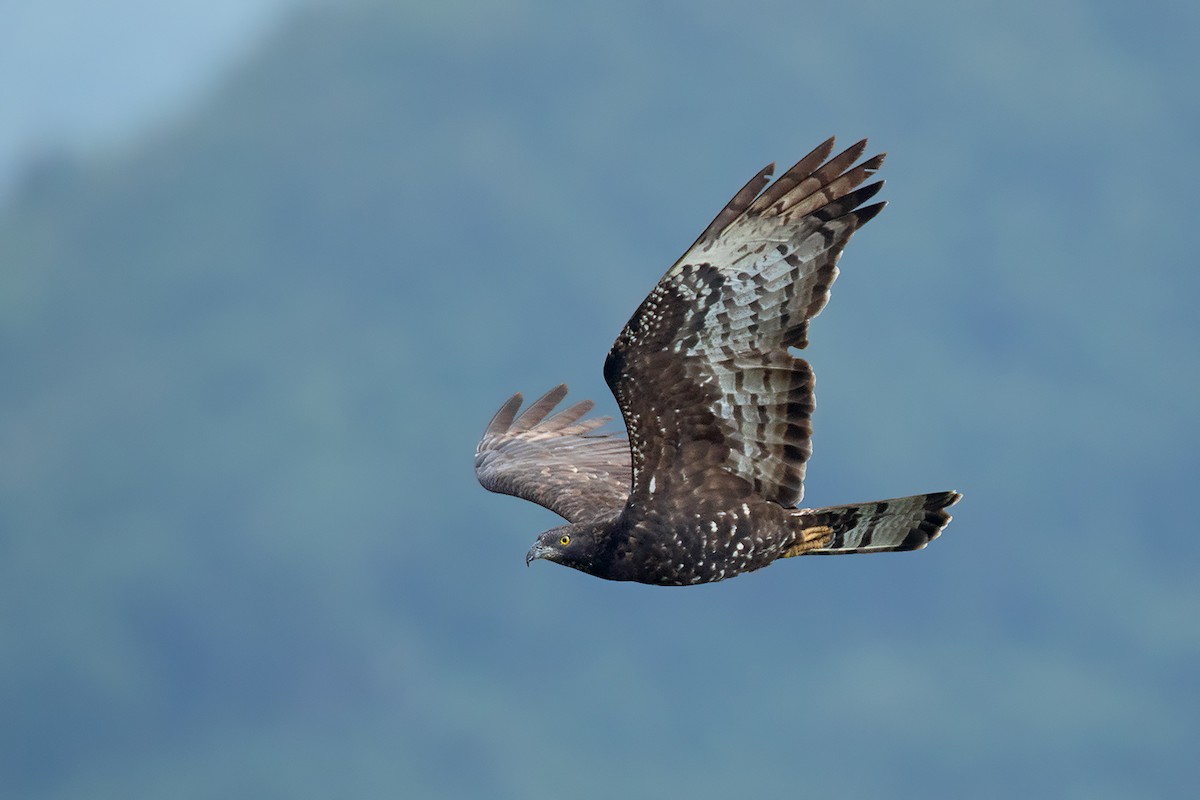 Oriental Honey-buzzard - Ayuwat Jearwattanakanok