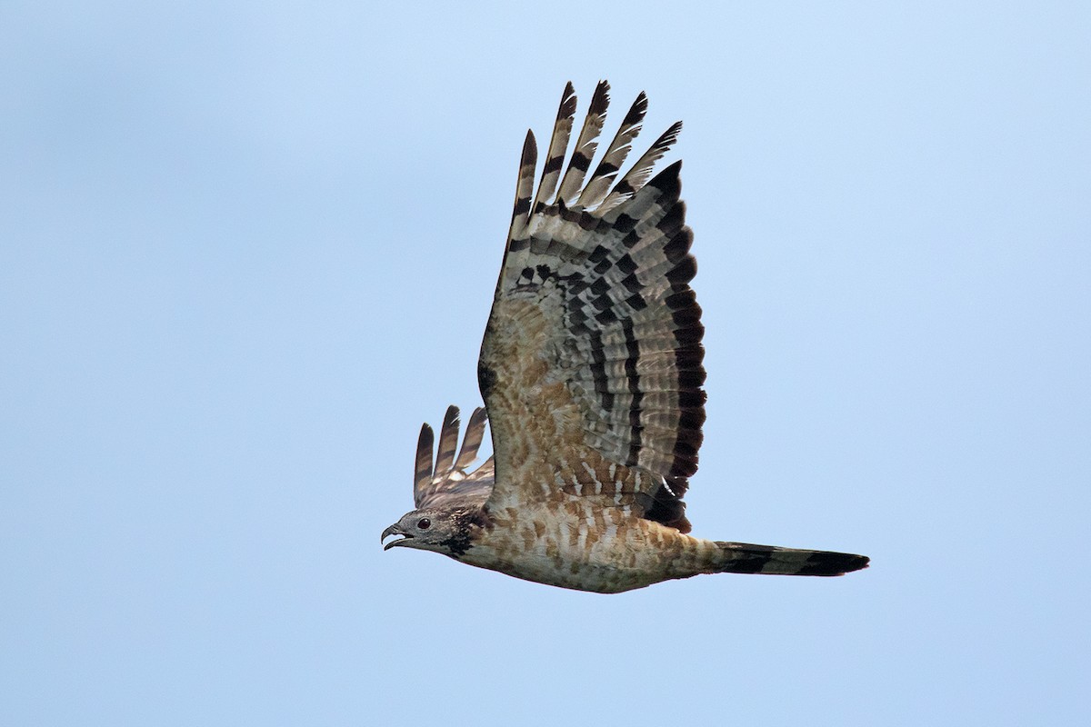 Oriental Honey-buzzard - ML374281151