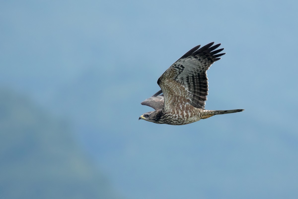 Oriental Honey-buzzard - Ayuwat Jearwattanakanok