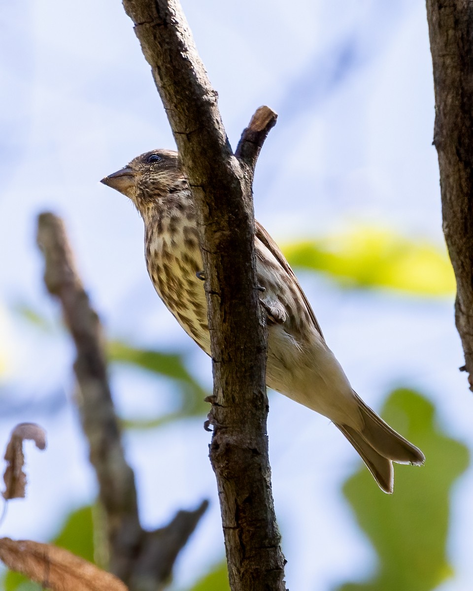 Purple Finch - ML374281261