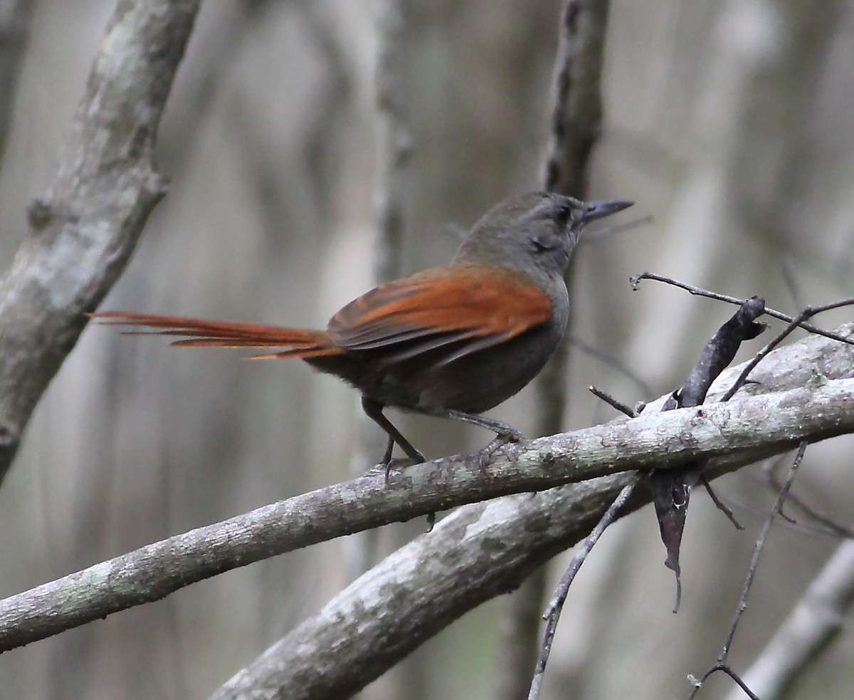 Marañon Spinetail - Jason Leifester