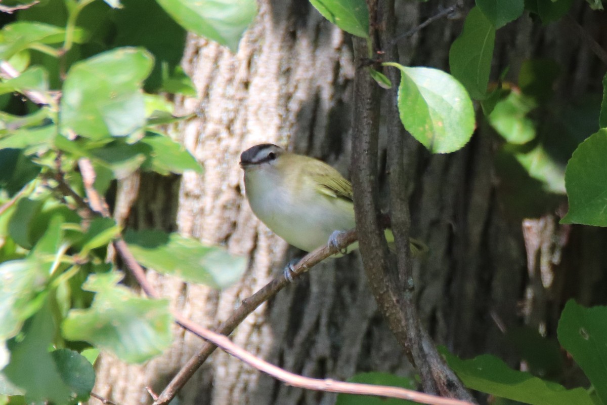 Red-eyed Vireo - ML374281551