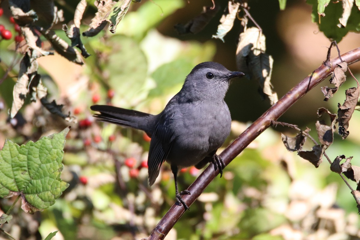 Gray Catbird - ML374282131