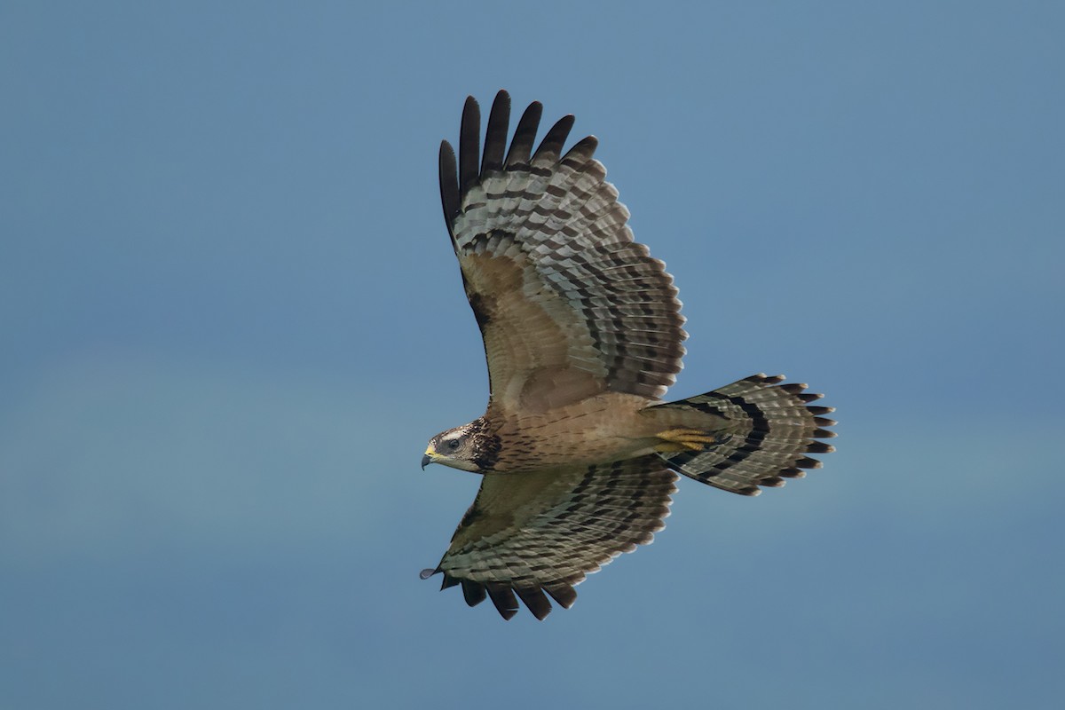 Oriental Honey-buzzard - ML374283541