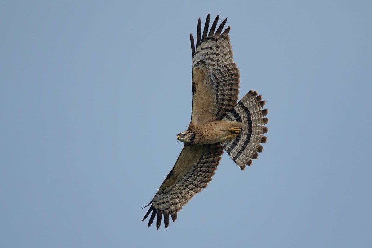 Oriental Honey-buzzard - ML374283591